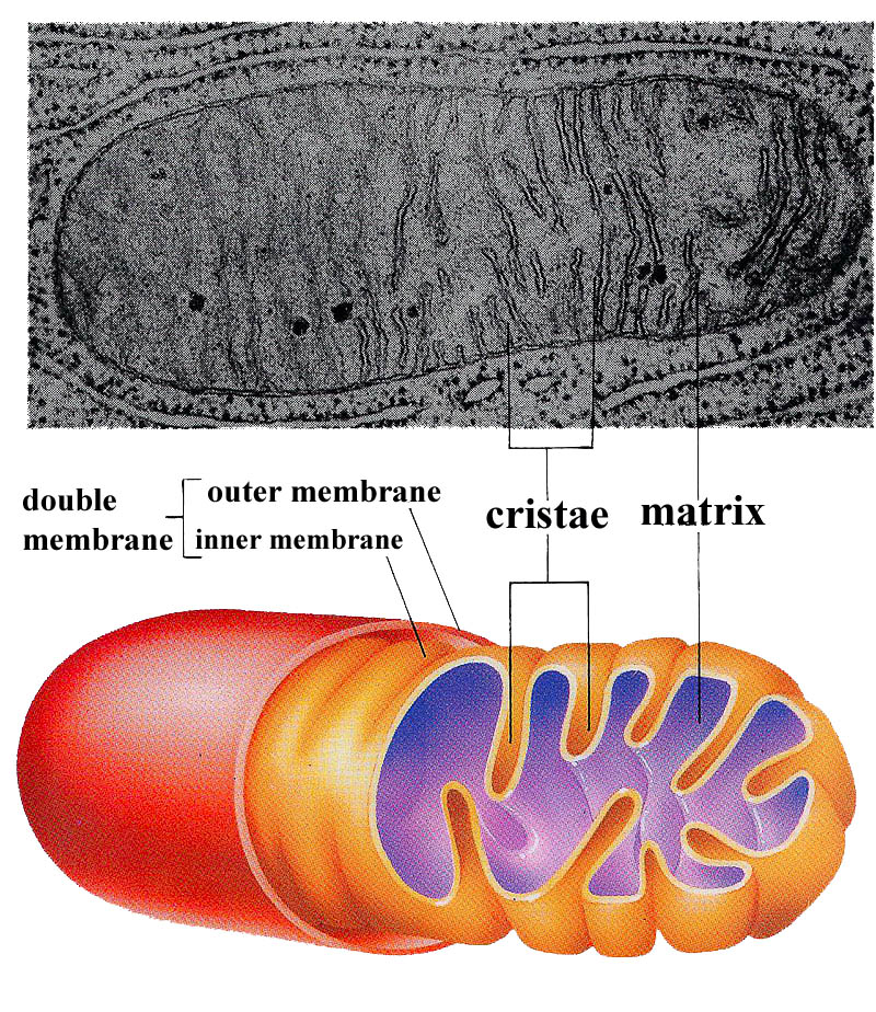 Mitochondrium